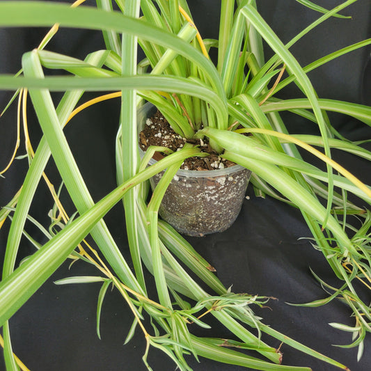 Spider Plant