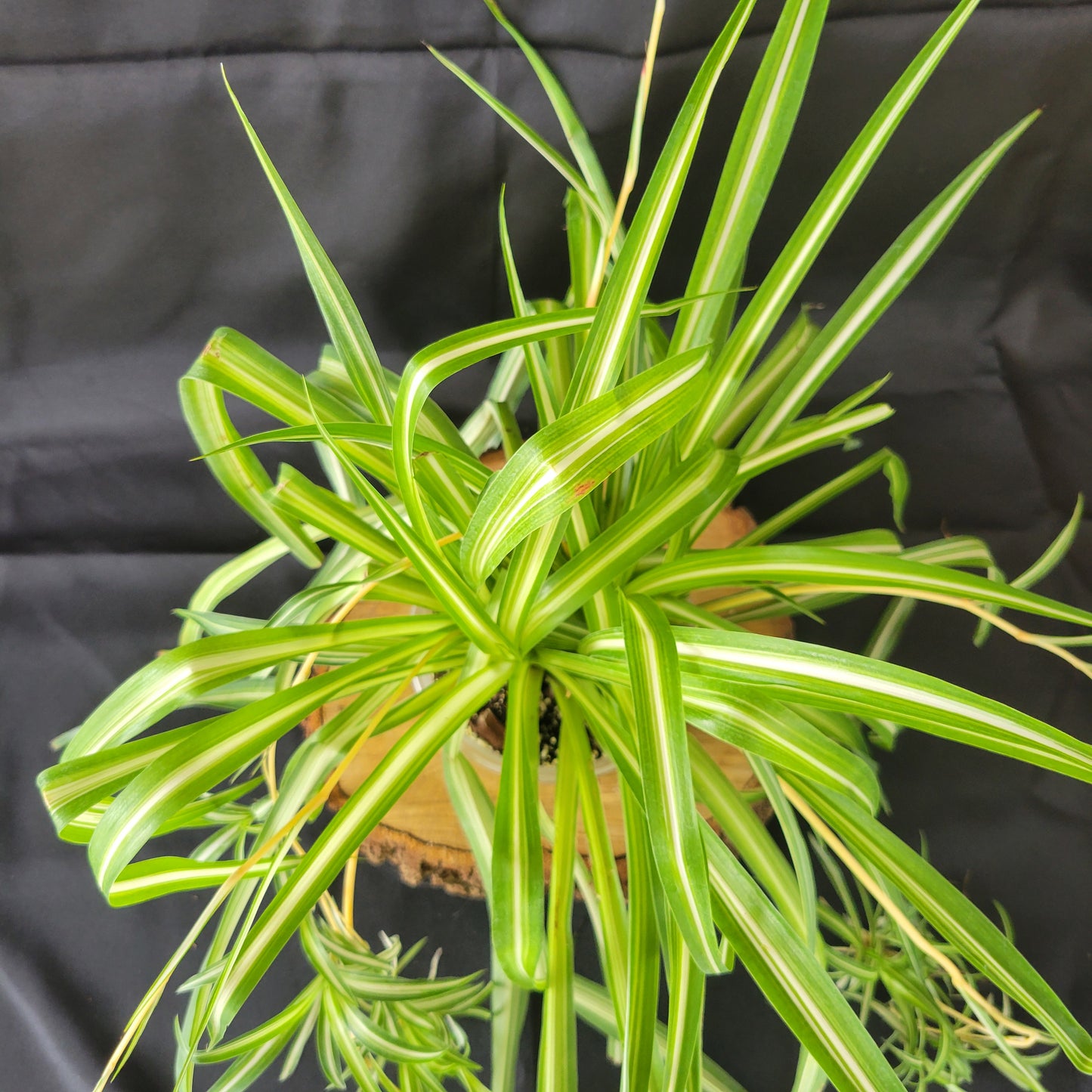 Spider Plant