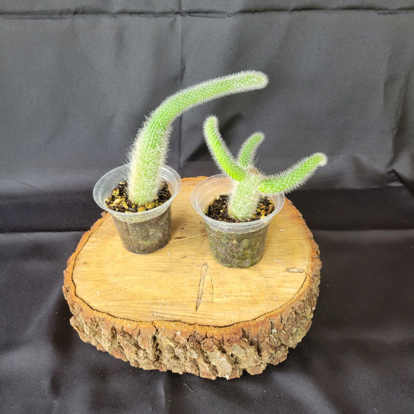 Monkey Tail Cactus