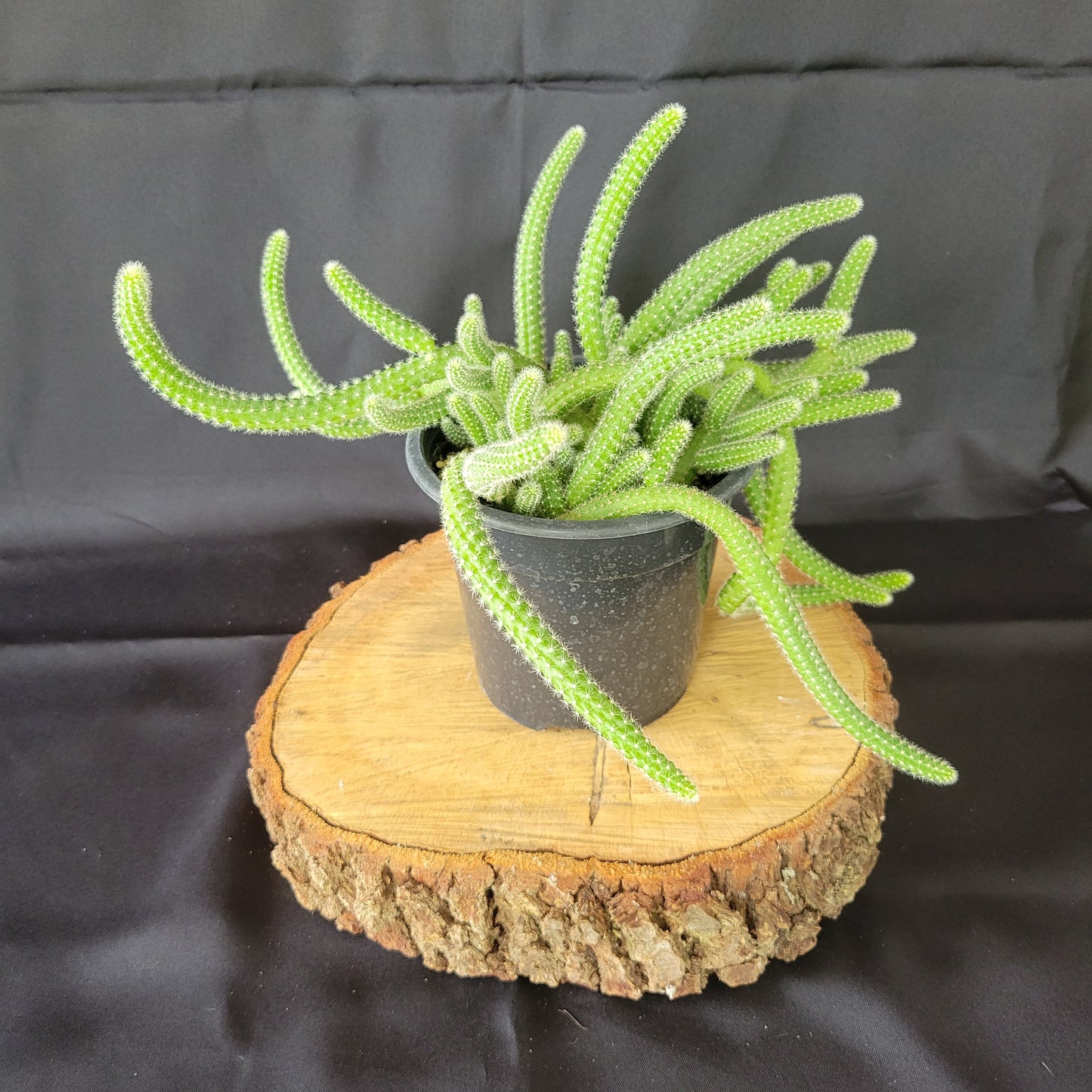 Rat Tail Cactus