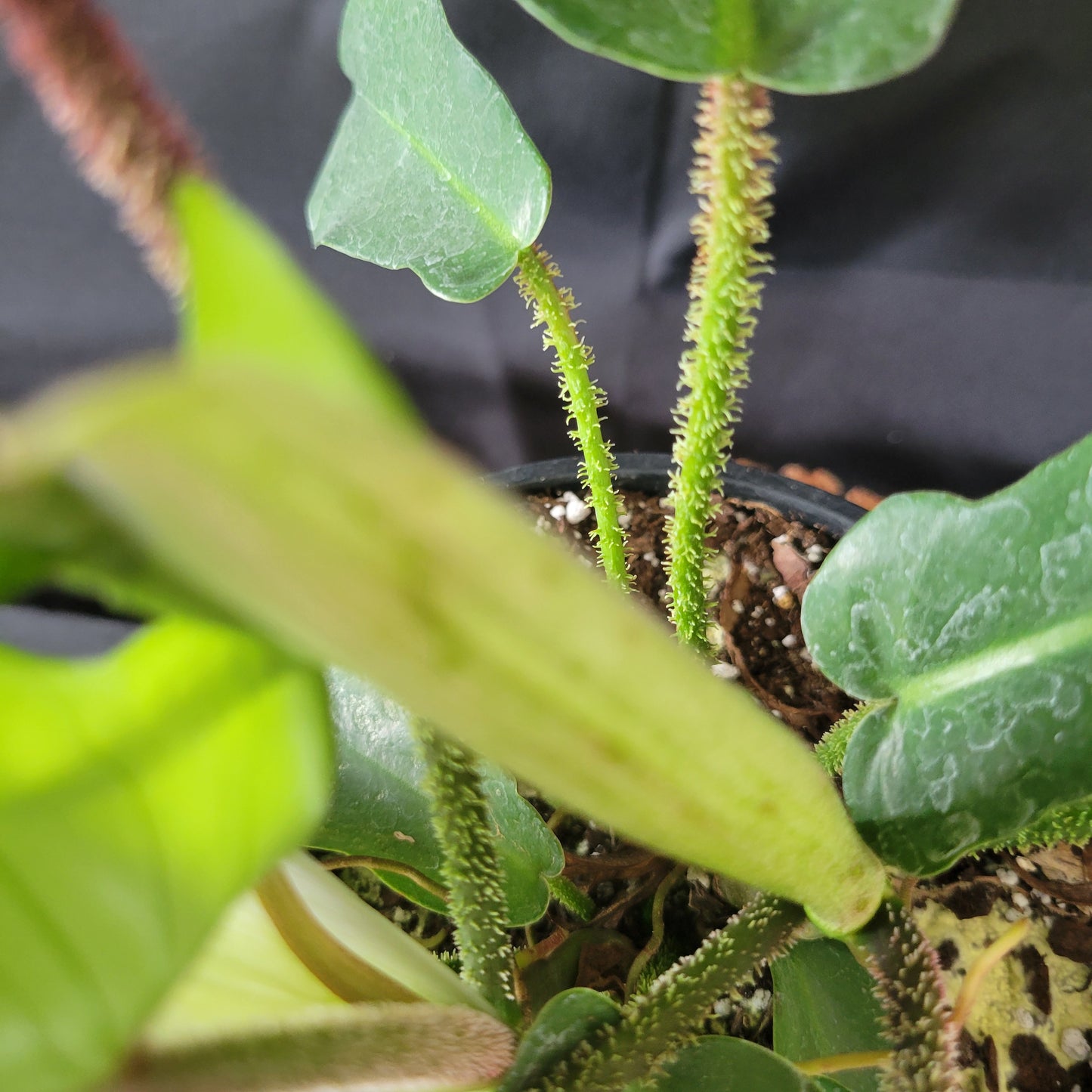 Hairy Philodendron (Philodendron Squamiferum)