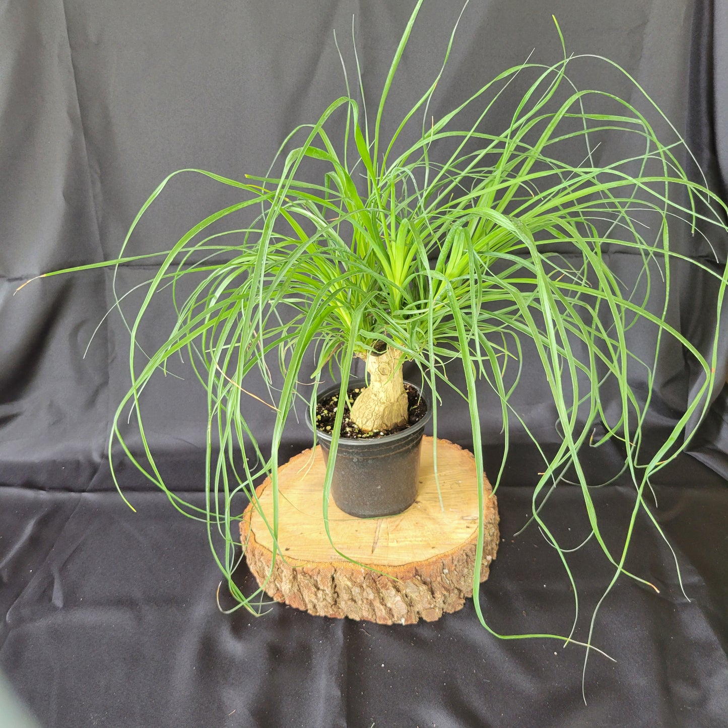 Ponytail Palm