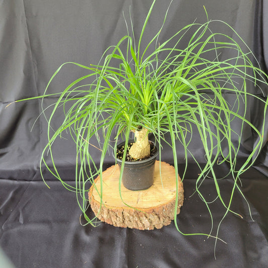 Ponytail Palm