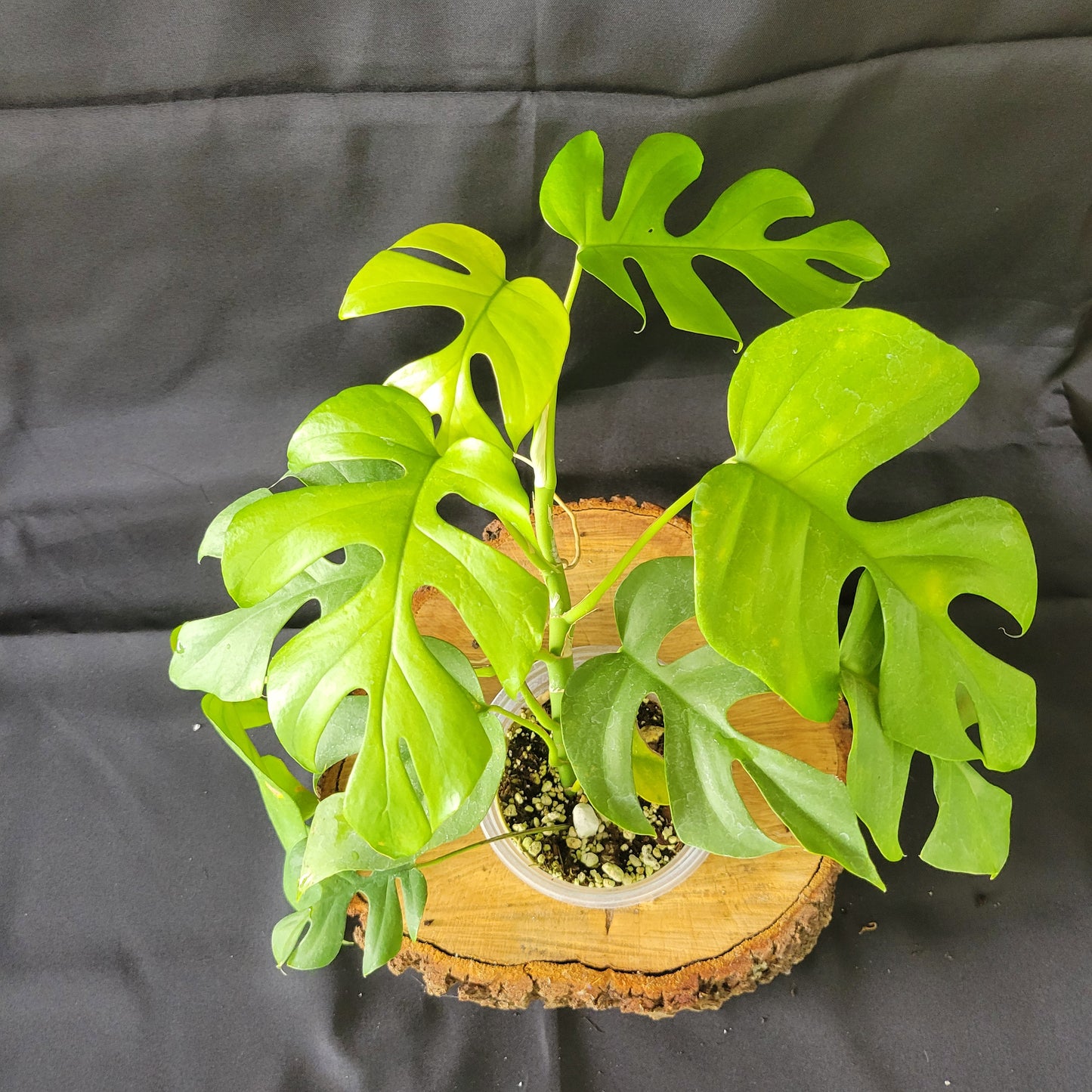 Mini Monstera (Rhaphidophora Tetrasperma)