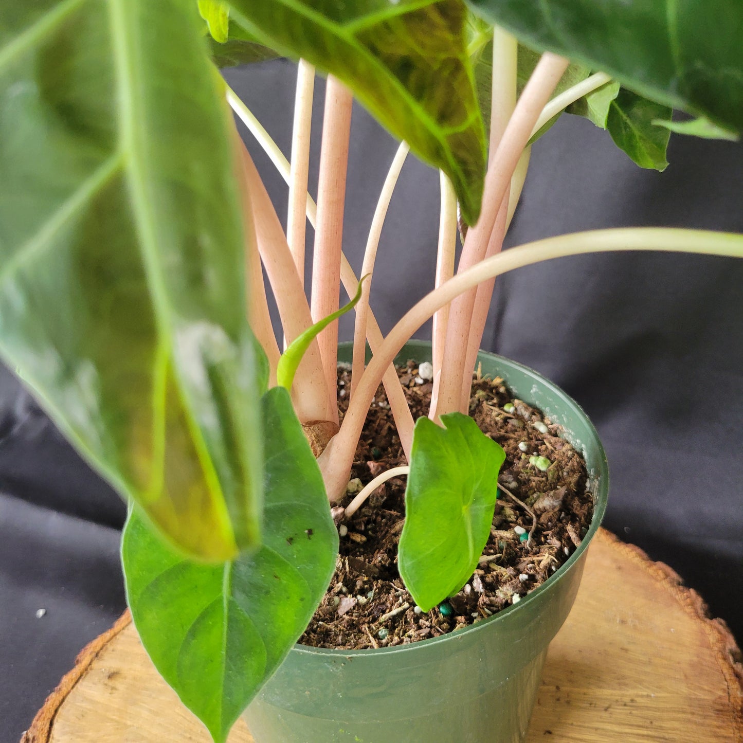 Alocasia Pink Princess