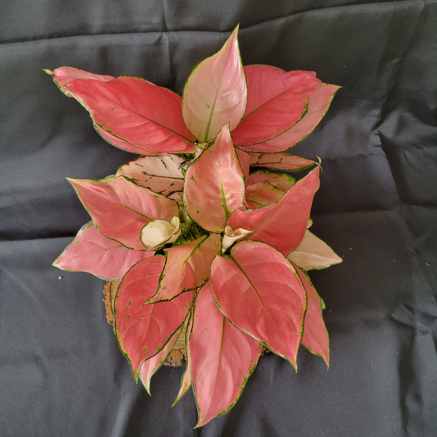 Aglaonema Wishes (Chinese Evergreen)